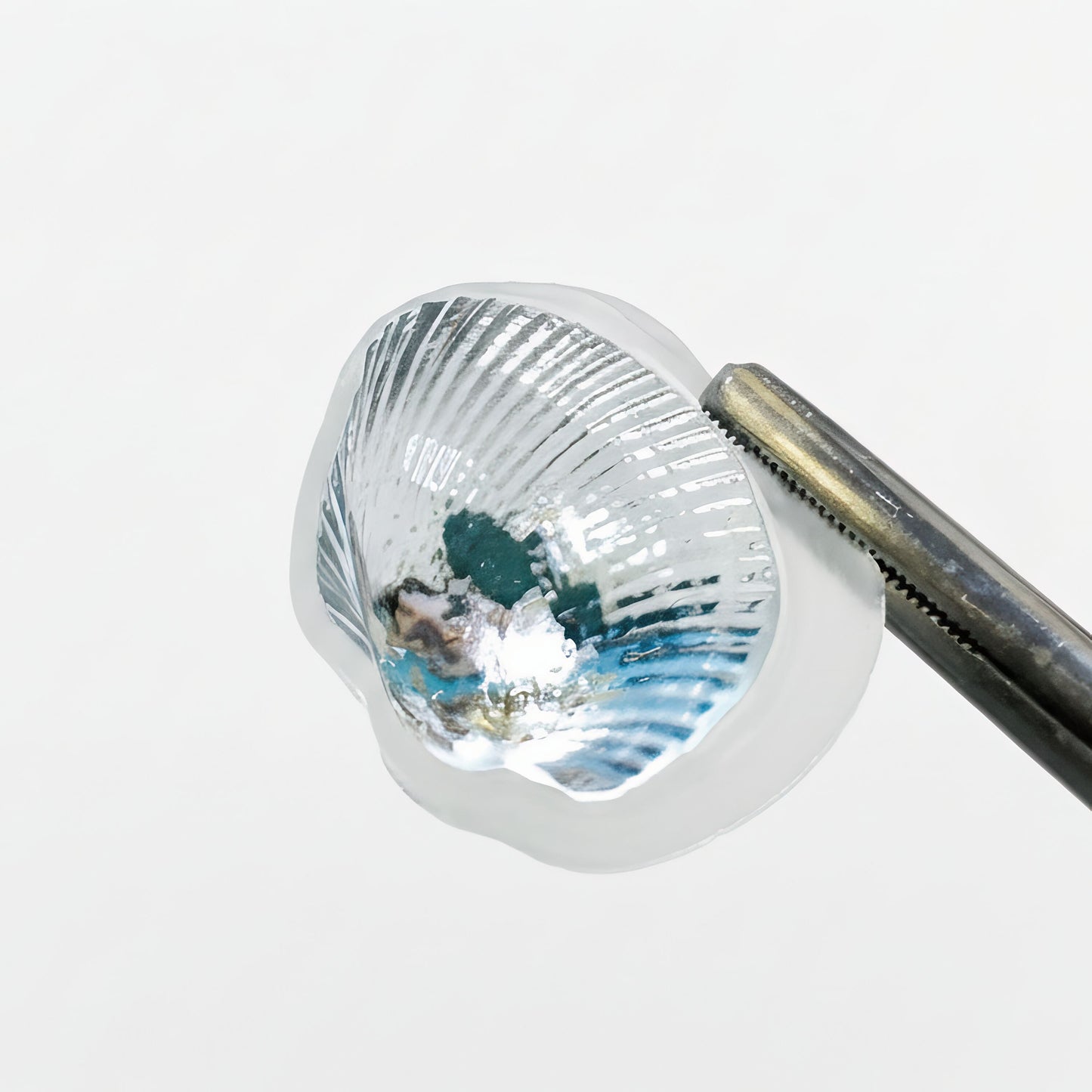 20mm「アカガイ」レジン用モールド
